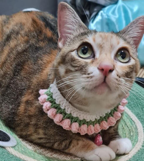 Pet Collar